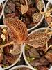 Anoectochilus albolineatus Black Tangerin